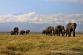 Keňa - NP Amboseli