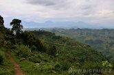 Uganda - Kisoro - NP Bwindi