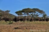 Tanzánie - NP Serengeti