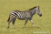 Tanzánie - NP Serengeti