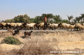 Odjezd z Wadi Hitan