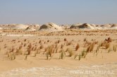 White desert