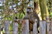 Keňa - NP Amboseli