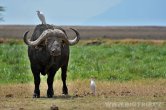 Keňa - NP Amboseli
