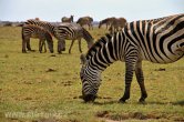 Keňa - NP Amboseli