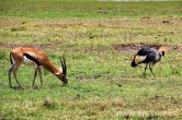 Keňa - NP Amboseli