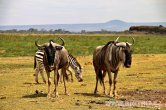 Keňa - NP Amboseli