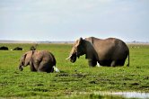 Keňa - NP Amboseli