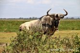 Keňa - NP Amboseli