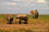 Keňa - NP Amboseli