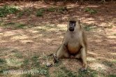 Keňa - NP Amboseli