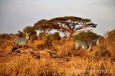Keňa - NP Amboseli