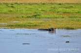 Keňa - NP Amboseli