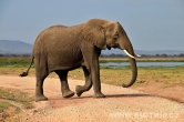 Keňa - NP Amboseli