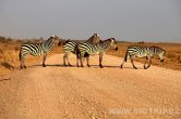 Keňa - NP Amboseli