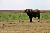 Keňa - NP Amboseli