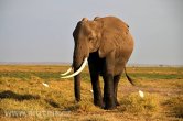 Keňa - NP Amboseli