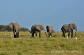 Keňa - NP Amboseli