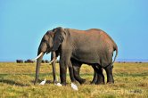 Keňa - NP Amboseli