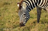 Keňa - NP Amboseli
