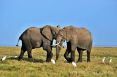Keňa - NP Amboseli