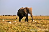 Keňa - NP Amboseli
