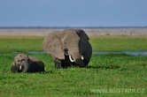 Keňa - NP Amboseli