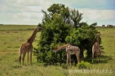 Keňa - NP Masai Mara