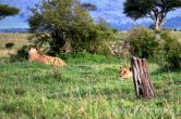 Keňa - NP Masai Mara