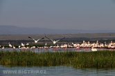 Keňa - jezero Elementaita