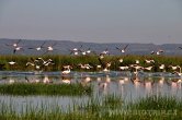 Keňa - jezero Elementaita