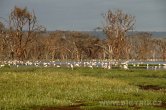 Keňa - NP Nakuru