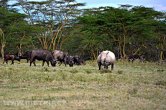 Keňa - NP Nakuru