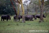 Keňa - NP Nakuru