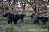 Keňa - NP Nakuru