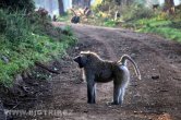 Keňa - NP Nakuru