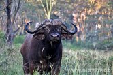 Keňa - NP Nakuru