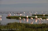 Keňa - NP Nakuru