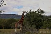 Keňa - NP Nakuru