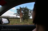 Keňa - NP Nakuru