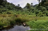 Uganda - Kisoro - NP Bwindi