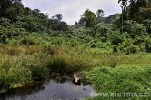 Uganda - Kisoro - NP Bwindi