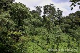 Uganda - Kisoro - NP Bwindi