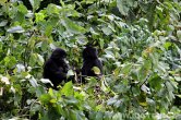 Uganda - Kisoro - NP Bwindi