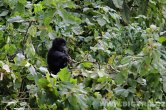 Uganda - Kisoro - NP Bwindi