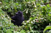 Uganda - Kisoro - NP Bwindi