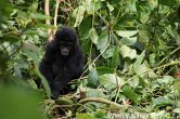 Uganda - Kisoro - NP Bwindi