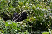 Uganda - Kisoro - NP Bwindi