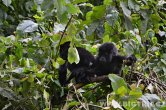 Uganda - Kisoro - NP Bwindi