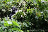 Uganda - Kisoro - NP Bwindi